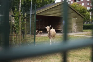 Koninklijke Militaire Kapel JWF bij Indië-herdenking Emmen